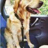 Hunde-Sicherheitsgurt Auto, Fellpflege-Handschuh, Halsband mit Schriftzug, Halsband, Hundehalsband, Hunde Zubehör, Pet-Shop, Tierhandlung, Zubehör für Haustiere, Zoohandlung, Hundeweste, halsband für hund, led halsband, Leut Halsband, Hundenapf, Fressnapf, Katzenbaum, Hundegeschier, Hundefutter, Tier Equipment, Hunde Spielzeug, Fressnapf, Haustiere, Zubehör für Haustiere, Tierwelt, Animalia, Lederhalsband, Halsband, Haustierzubehör, Haustierspielzeug, Halsband gravieren, Halsband mit Gravur
