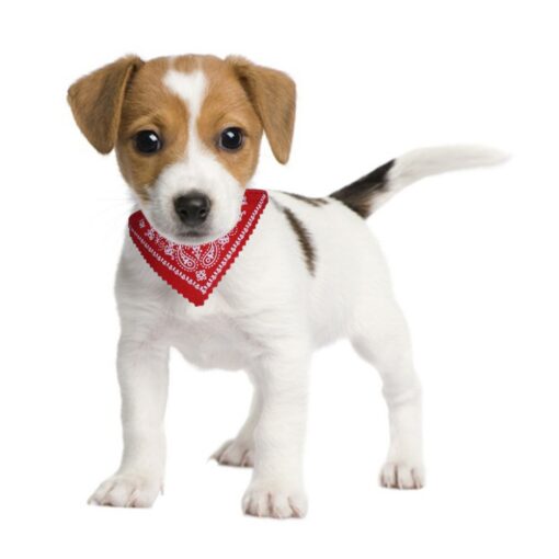 Hundehalsband, Hundehalstuch, Onlineshop für Tierbedarf in der Schweiz