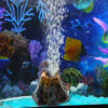 Aquarium Vulkan