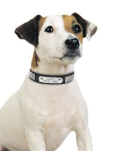 Hunde-Halsband mit Gravur, Schmuck Ketten für Hunde Hundeschmuck, Hundehalsband mit Diamanten, Beverly Hills Chihuaua Halsband