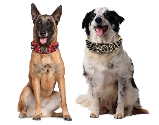 Halsband mit Nieten, Nietenhalsband für Hunde