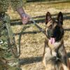 Hunde-Sicherheitsgurt Auto, Fellpflege-Handschuh, Halsband mit Schriftzug, Halsband, Hundehalsband, Hunde Zubehör, Pet-Shop, Tierhandlung, Zubehör für Haustiere, Zoohandlung, Hundeweste, halsband für hund, led halsband, Leut Halsband, Hundenapf, Fressnapf, Katzenbaum, Hundegeschier, Hundefutter, Tier Equipment, Hunde Spielzeug, Fressnapf, Haustiere, Zubehör für Haustiere, Tierwelt, Animalia, Lederhalsband, Halsband, Haustierzubehör, Haustierspielzeug, Halsband gravieren, Halsband mit Gravur
