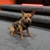 hundemantel schweiz, hundemantel fleece, hundebekleidung online shop schweiz, hundeweste, hundesport, Hundebekleidung, Hunde Kleidung kaufen
