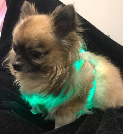 LED-Hundeweste, LED-Hundegeschirr, Hundeweste mit LED, Hundegeschirr mit LED----
