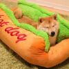 Hundebett, Hundekorb, Hundebett günstig kaufen Schweiz