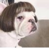 Hunde Perücken "Fashion"