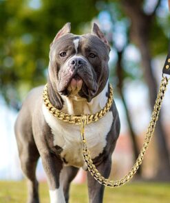 Stahlkette Hunde Halsband gold