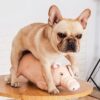 Plüschtier für läufige Hunde kaufen Schweiz